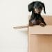 dog in box with owners wondering how does moving out of state affect child support